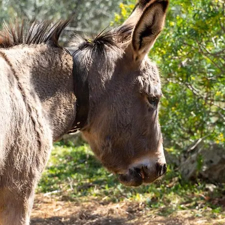 Trisilio Lejlighed Kardhamili