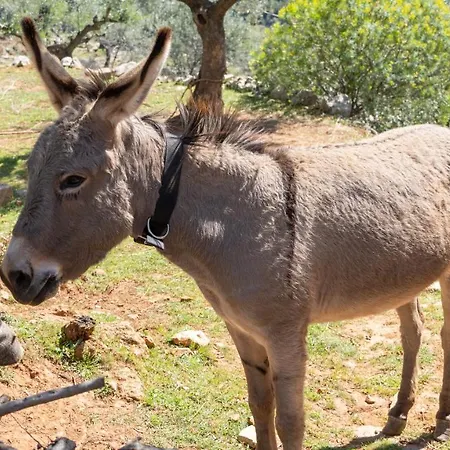 Trisilio * Kardhamili