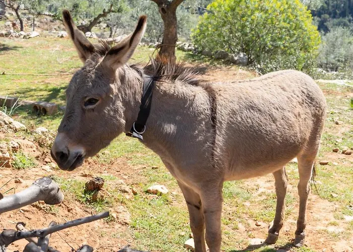 Trisilio * Kardamyli